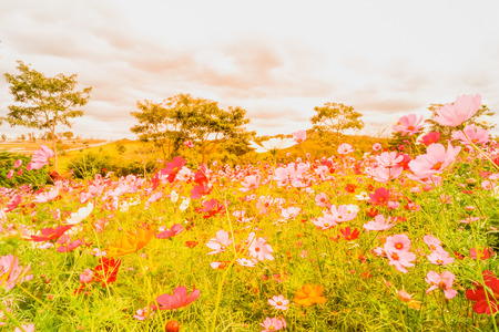 Beautiful flowers blooming  in the summer or spring day in soft focus and blur style.の写真素材