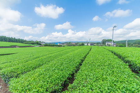 Fresh green tea farm in spring , Row of tea plantations (Japanese green tea plantation) with  blue sky  background  in Fuji city ,Shizuoka prefecture, Japan.の写真素材