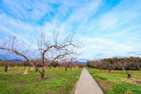 Apple tree in authumn or fall season.の写真素材