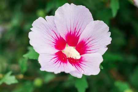Beautiful  pink flower blooming  in the summer or spring day.の写真素材