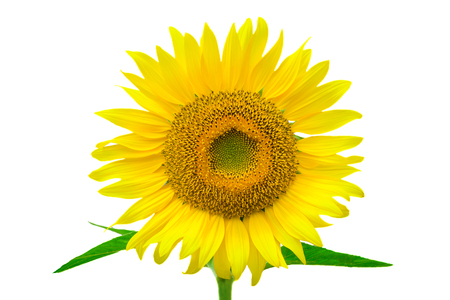 Sunflower isolated on white background by Macro lens .の写真素材