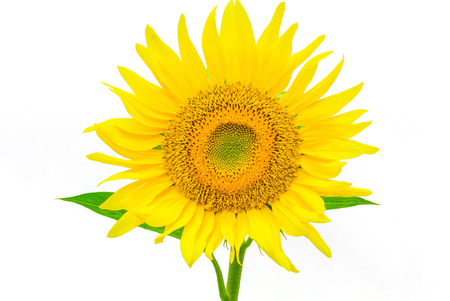 Sunflower isolated on white background with clipping path by Macro lens .の写真素材