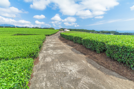 Fresh green tea farm in spring , Row of tea plantations (Japanese green tea plantation) with  blue sky  background  in Fuji city ,Shizuoka prefecture, Japan.の写真素材