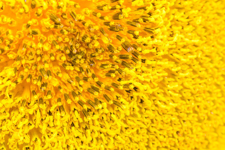 Textures sunflower close-up detail  by Macro lens .の写真素材