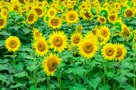 Sunflowers field  blooming  in the garden at sunny summer or spring day in Yamanashi Prefecture, Japan .の写真素材