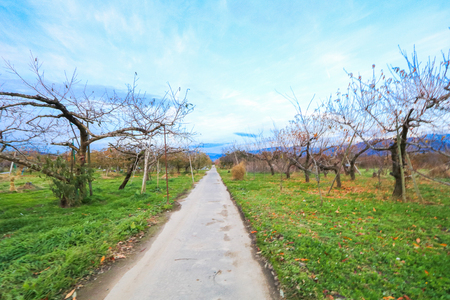 Apple tree in authumn or fall season.の写真素材