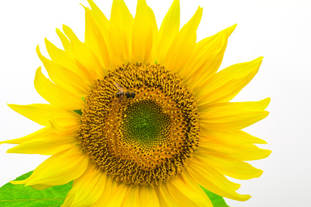 Sunflower isolated on white background with clipping path by Macro lens .の写真素材