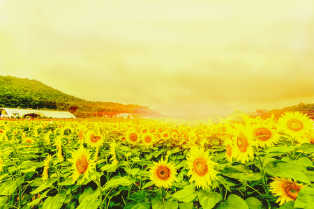 Sunflowers field  blooming  in the garden at sunny summer or spring day in Yamanashi Prefecture, Japan .の写真素材