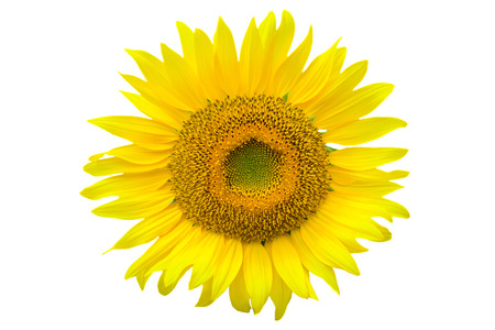 Sunflower isolated on white background with clipping path by Macro lens .の写真素材