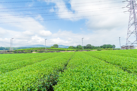 Row of tea plantations (Japanese green tea plantation) with  blue sky background in Fuji city ,Shizuoka prefecture, Japan.の写真素材