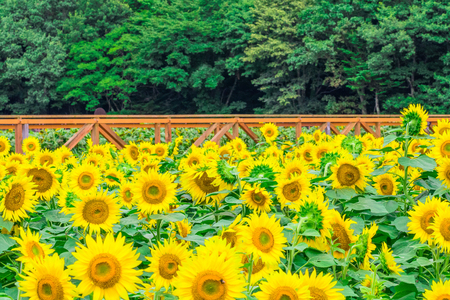 Sunflowers field  blooming  in the garden at sunny summer or spring day in Yamanashi Prefecture, Japan .の写真素材