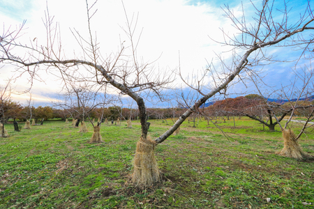Apple tree in authumn or fall season.の写真素材
