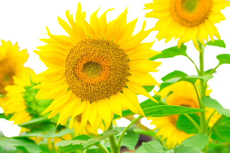 Sunflower isolated on white background with clipping path by Macro lens .の写真素材