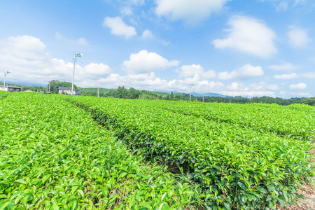 Fresh green tea farm in spring , Row of tea plantations (Japanese green tea plantation) with  blue sky  background  in Fuji city ,Shizuoka prefecture, Japan.の写真素材