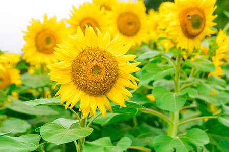 Sunflowers field  blooming  on white background in the garden at sunny summer or spring day in Yamanashi Prefecture, Japan .の写真素材