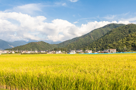 Rice fields and blue sky background.の写真素材