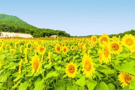 Sunflowers field  blooming  in the garden at sunny summer or spring day in Yamanashi Prefecture, Japanの写真素材