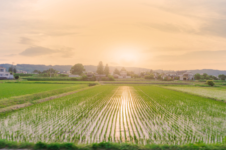 Beautiful  landscape view of  Rice fields at sun setの写真素材
