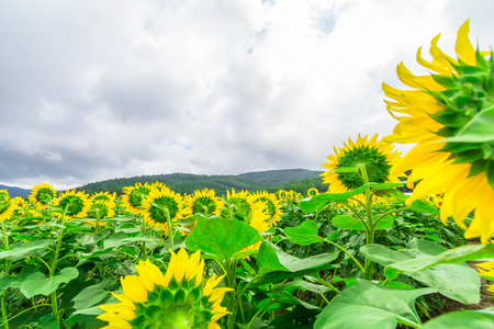 Sunflowers field  blooming  in the garden at sunny summer or spring day in Yamanashi Prefecture, Japan .の写真素材