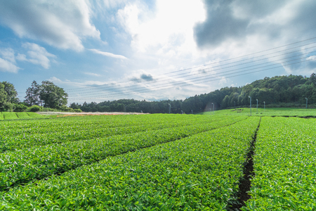 Fresh green tea farm in spring , Row of tea plantations (Japanese green tea plantation) with  blue sky  background  in Fuji city ,Shizuoka prefecture, Japan.の写真素材