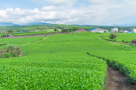 Fresh green tea farm in spring , Row of tea plantations (Japanese green tea plantation) with  blue sky  background  in Fuji city ,Shizuoka prefecture, Japan.の写真素材