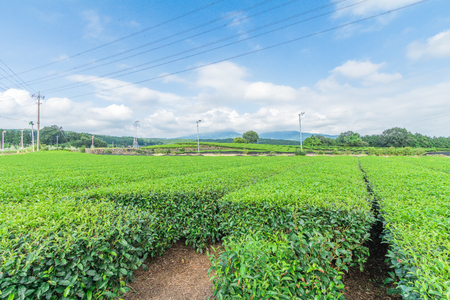 Fresh green tea farm in spring , Row of tea plantations (Japanese green tea plantation) with  blue sky  background  in Fuji city ,Shizuoka prefecture, Japan.の写真素材