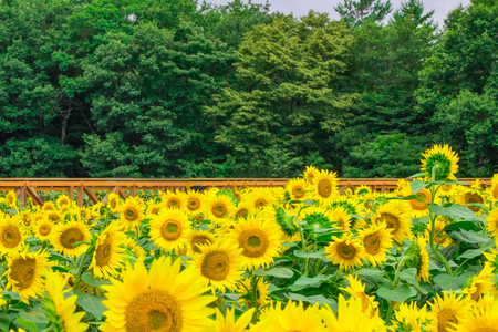 Sunflowers field  blooming  in the garden at sunny summer or spring day in Yamanashi Prefecture, Japan .の写真素材