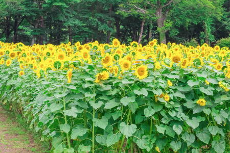 Sunflowers field  blooming  in the garden at sunny summer or spring day in Yamanashi Prefecture, Japan .の写真素材