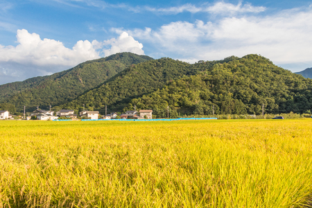 Rice fields and blue sky background.の写真素材