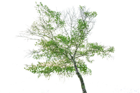 Tree Isolated on a white backgroundの写真素材