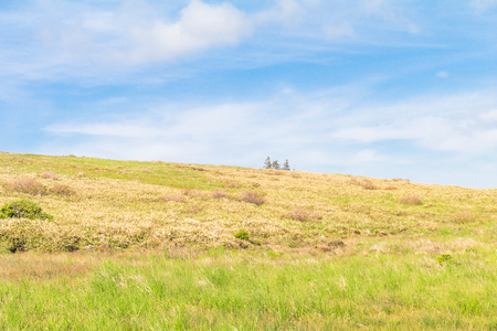 Beautiful  landscape view  and green grass of Utsukushigahara park with  blue sky  background is  one of the most important and popular natural place in Nagano Prefecture , Japan.の写真素材