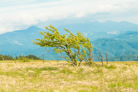 Beautiful landscape view of Utsukushigahara park is  one of the most important and popular natural place in Nagano Prefecture , Japan.の写真素材