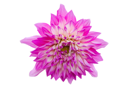 Pink flower isolated on white backgroundの写真素材