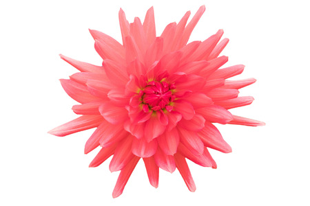Red flower isolated on white background with clipping path by Macro lens .の写真素材