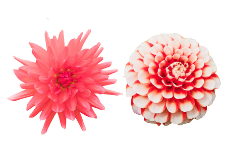 Flowers isolated on white backgroundの写真素材