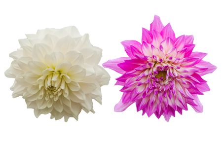 Flowers isolated on white background with clipping path by Macro lens .の写真素材