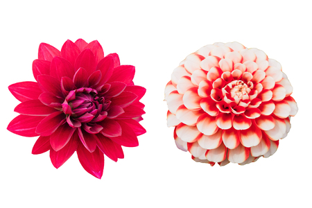 Flowers isolated on white background with clipping path by Macro lens .の写真素材