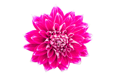 Pink flower isolated on white background with clipping path by Macro lens .の写真素材