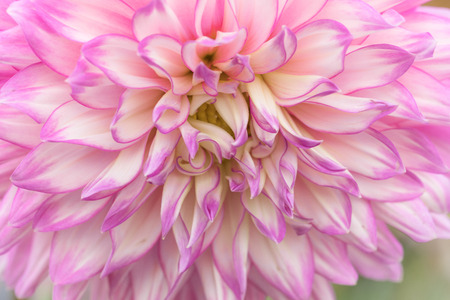 Textures pink flower close-up detail  by Macro lens .の写真素材