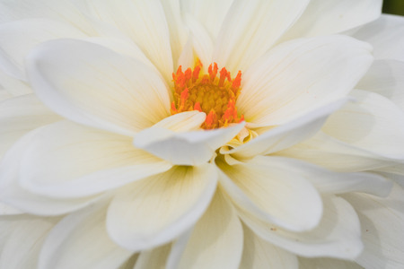 Textures beautiful  flower close-up detail  by Macro lensの写真素材