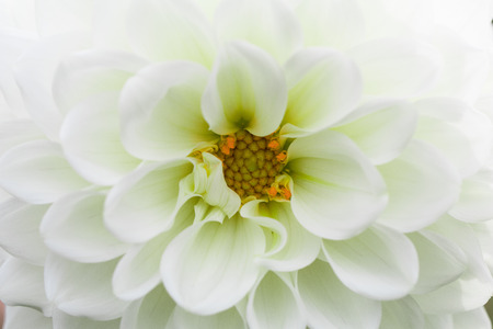 Textures white  flower close-up detail  by Macro lens .の写真素材