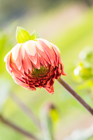 Beautiful flower blooming  in  spring day  by Macro lens .の写真素材