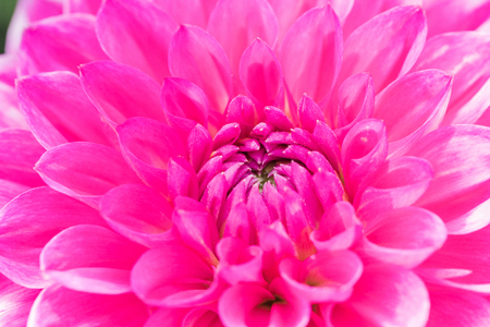 Textures pink flower close-up detail  by Macro lens .の写真素材