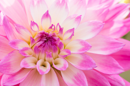 Textures pink flower close-up detail  by Macro lens .の写真素材