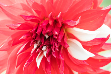Textures red flower close-up detail  by Macro lens .の写真素材