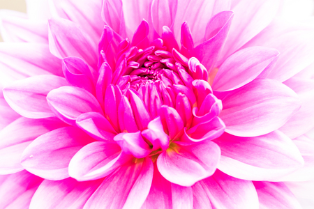 Textures pink flower close-up detail  by Macro lens .の写真素材