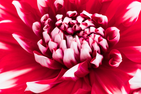 Textures red  flower close-up detail  by Macro lens .の写真素材