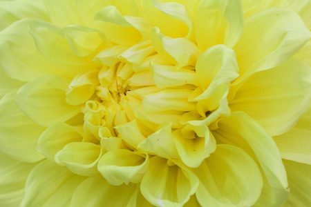 Textures yellow flower close-up detail  by Macro lens .の写真素材