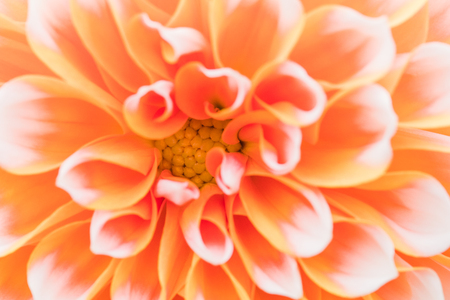 Textures beautiful  flower close-up detail  by Macro lens .の写真素材