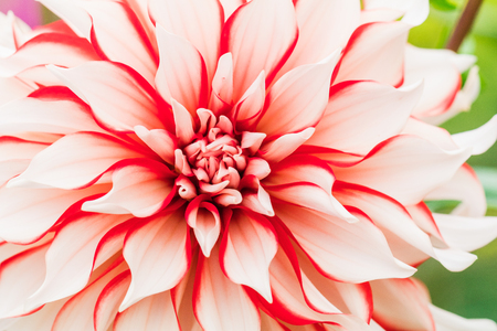 Textures beautiful  flower close-up detail  by Macro lensの写真素材